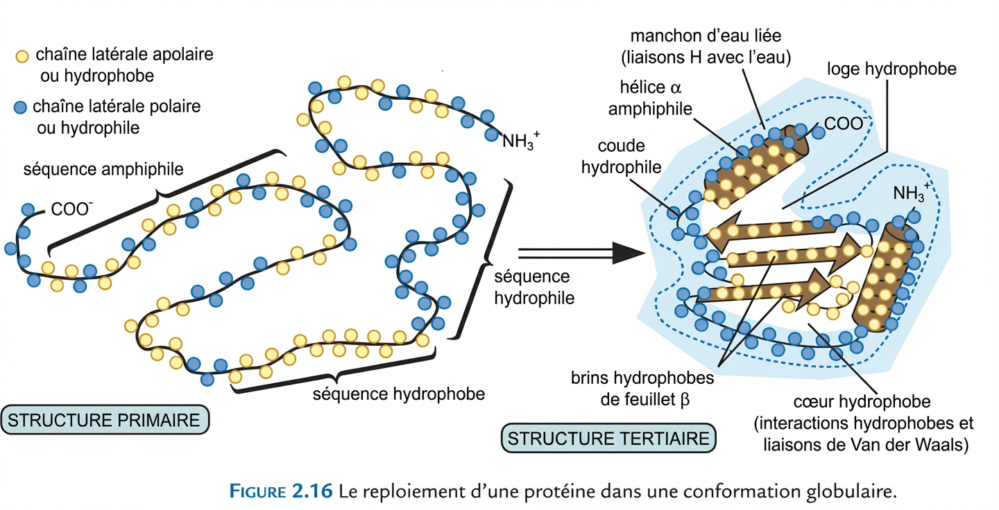 Mode de reploiement d'une protéine 1