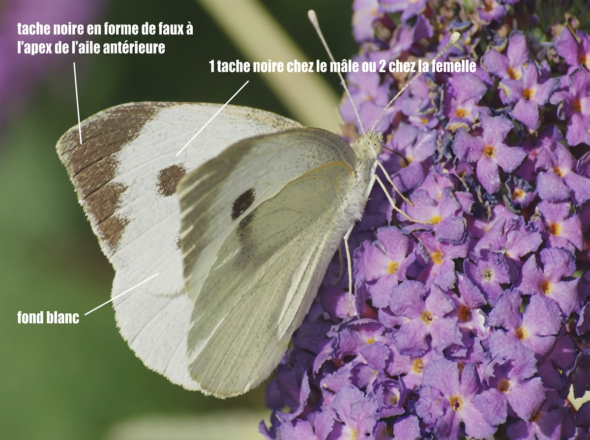 Piéride du chou butinant