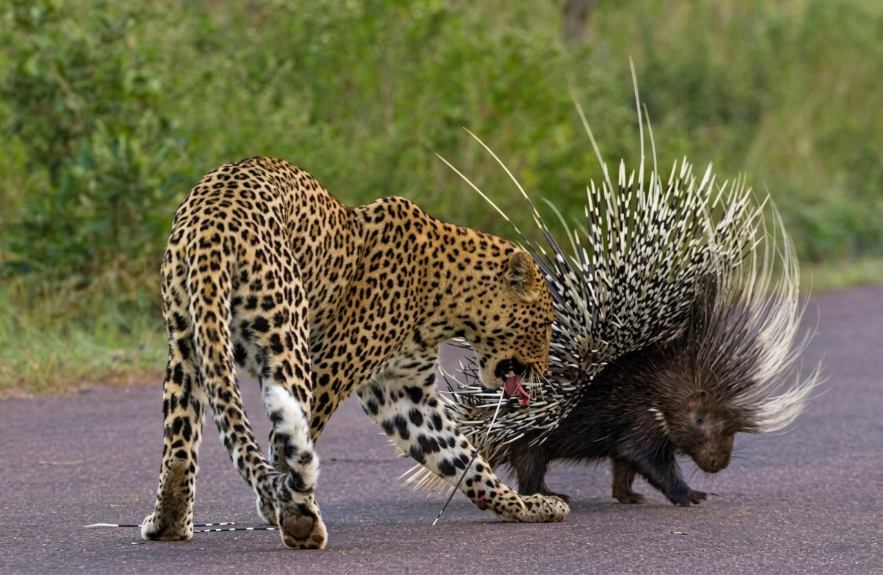 Hystrix indica attaquant un léopard aventureux.