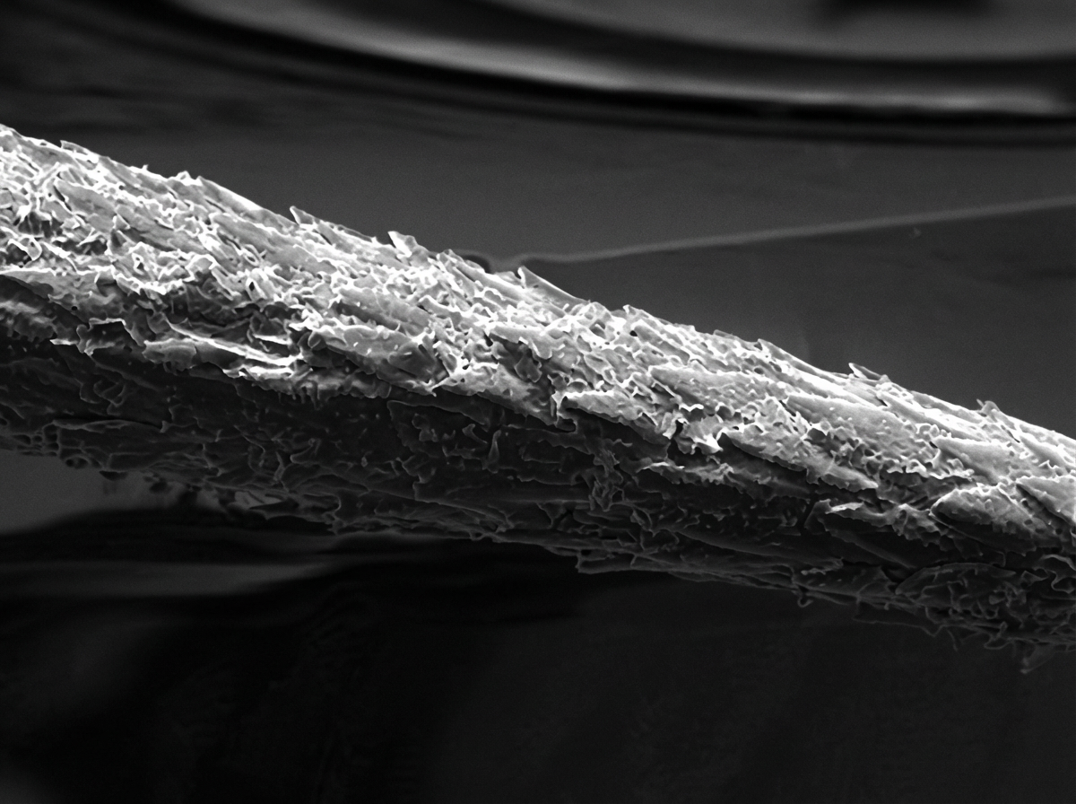 Une vue grossie 150 fois sur le piquant d'un Erethizon dorsatum, montrant des barbes orientées vers l'arrière sur la pointe.