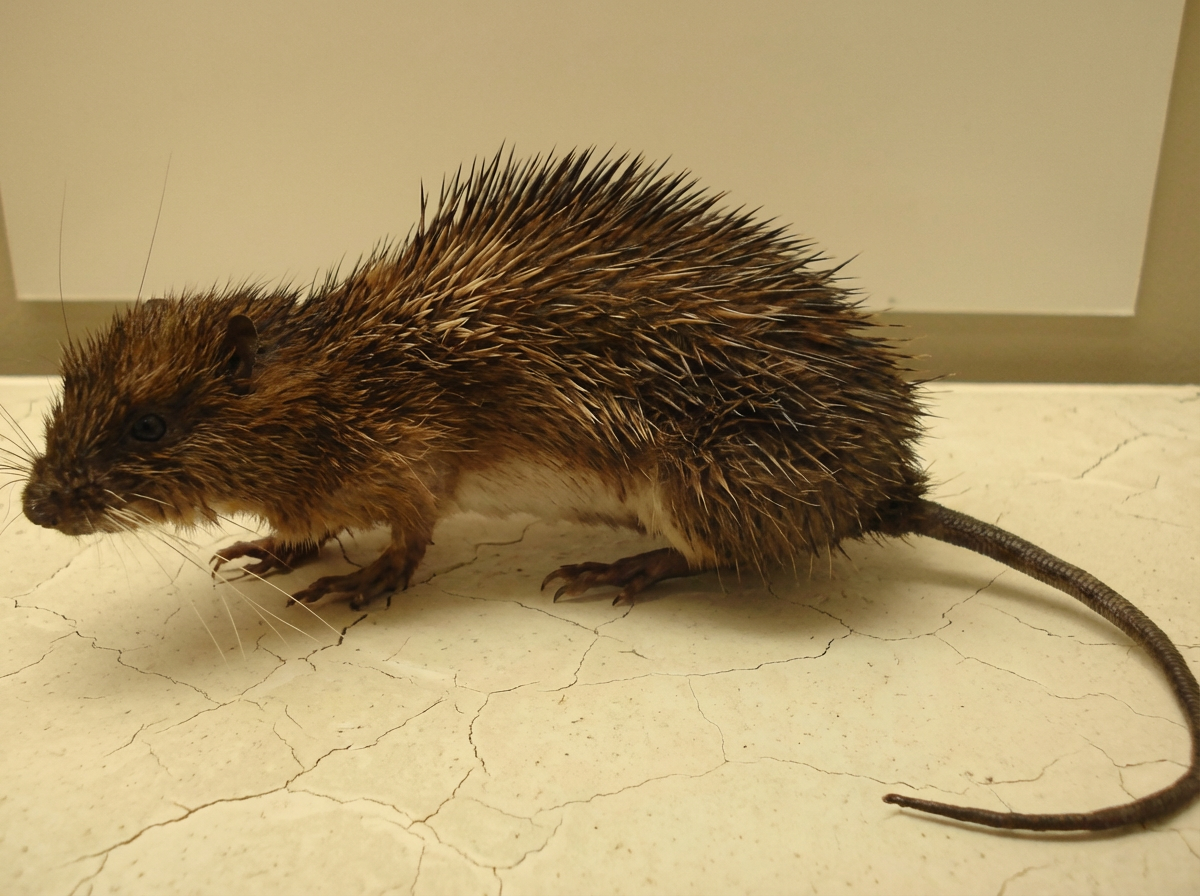 Hoplomys gymnurus.