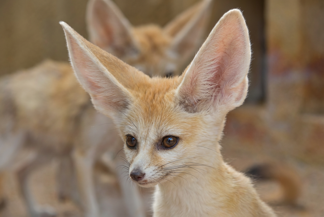 Photo des oreilles du fennec. Légende : Fig. 4 : Oreilles du fennec.