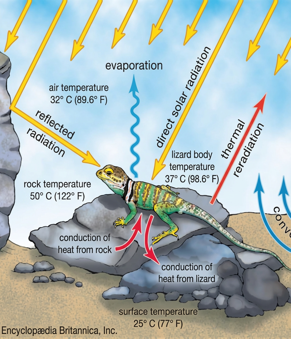 Schéma montrant les divers procédés de transfert de chaleur : evaporation, convection, radiation, conduction. Légende : Fig. 5 : divers procédés de transfert de chaleur.