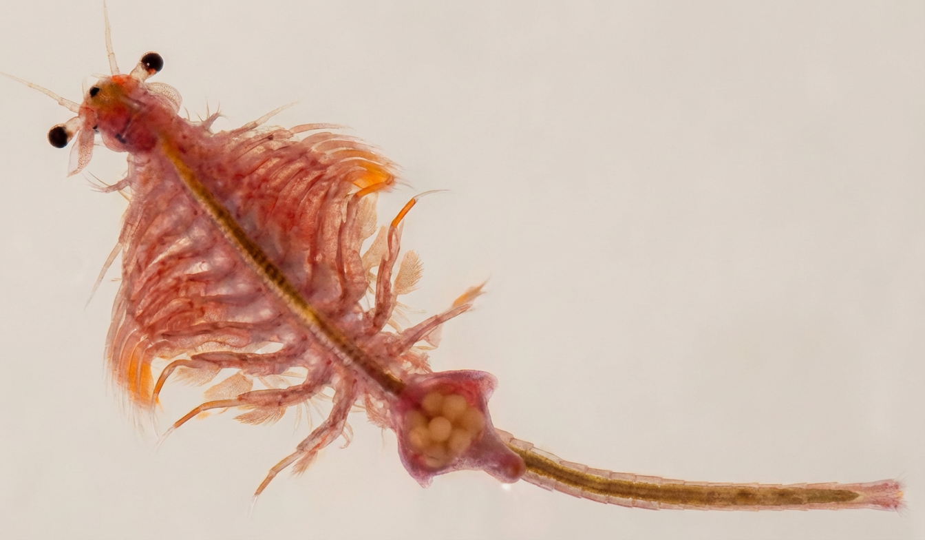 Artemia salina. Légende : Fig. 2 : Artemia salina