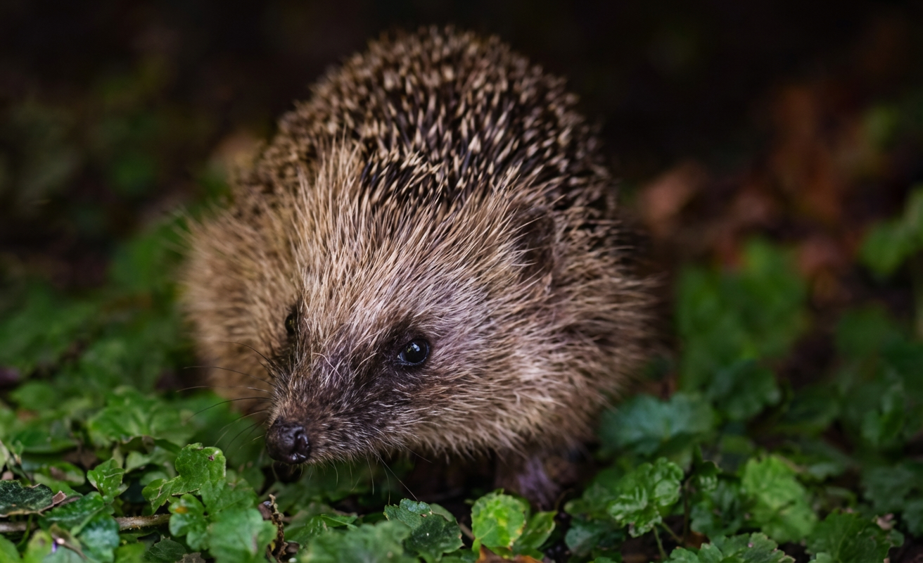 Fig. 1a-1b: Hérisson en boule et lors d'une marche nocturne.
