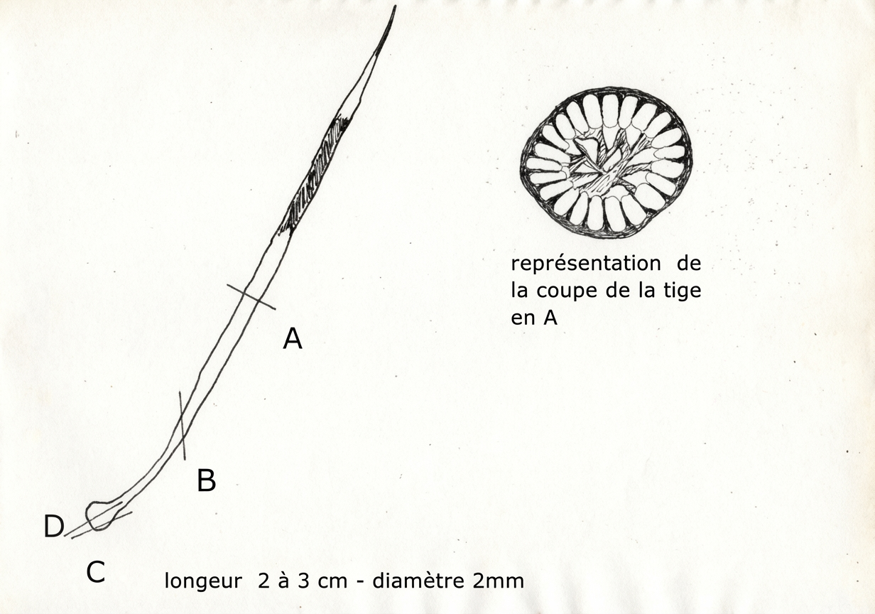 Fig. 7: Schéma des poils-épines du hérisson.