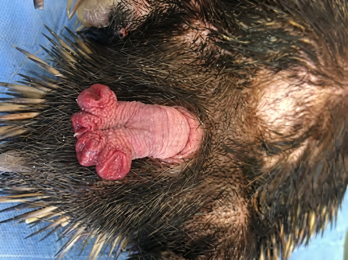 Fig. 13: Pénis d'échidné.