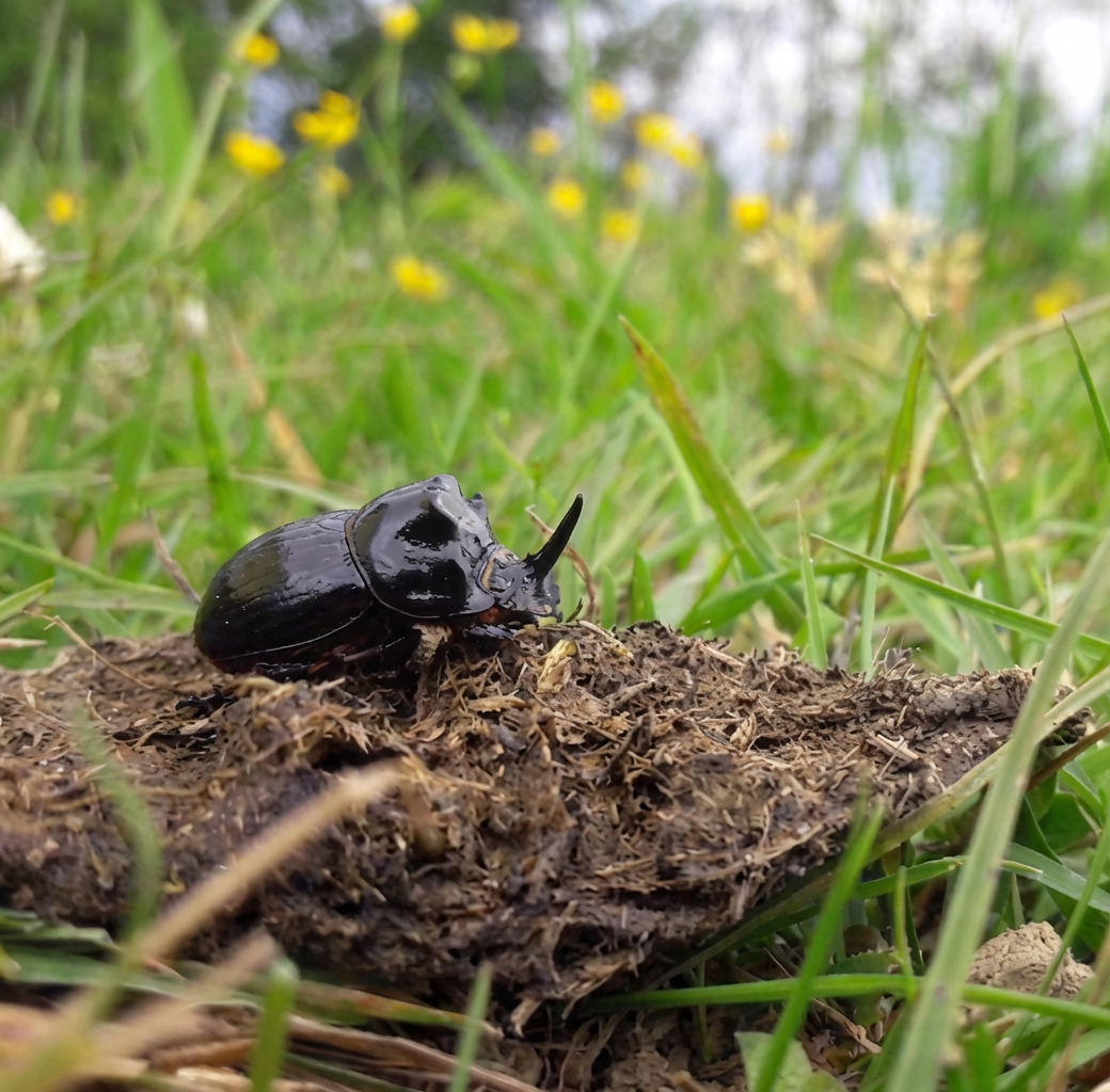 Arrivée des premiers immigrants en Australie, le 26 janvier 1788.