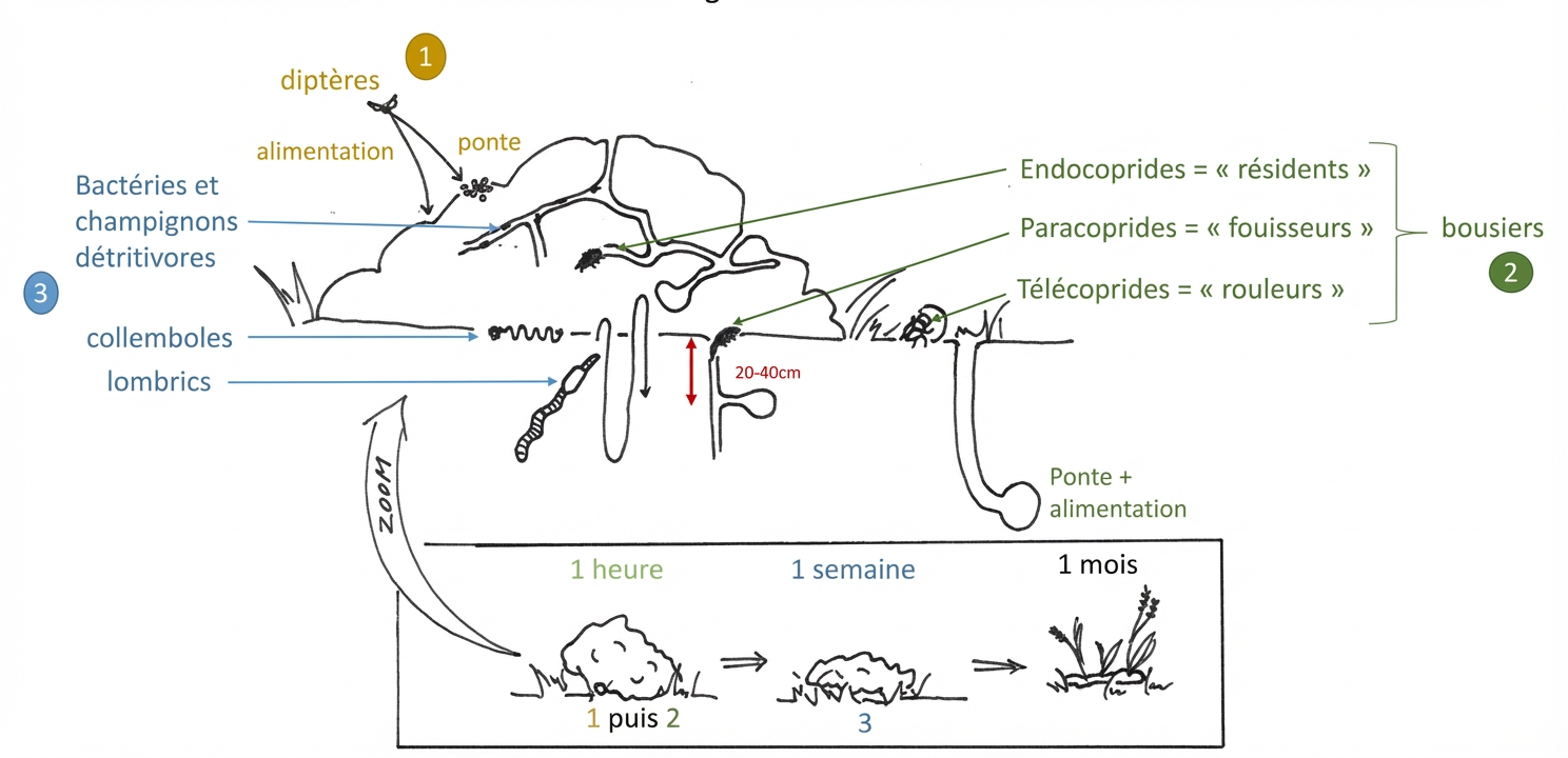Les différents acteurs de la dégradation des matières fécales d’après BLOOR et al., 2012 ; SIMON, 2020.
