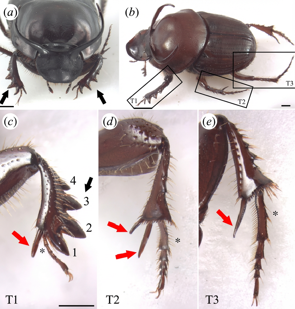 Détails des pattes du bousier paracopride.