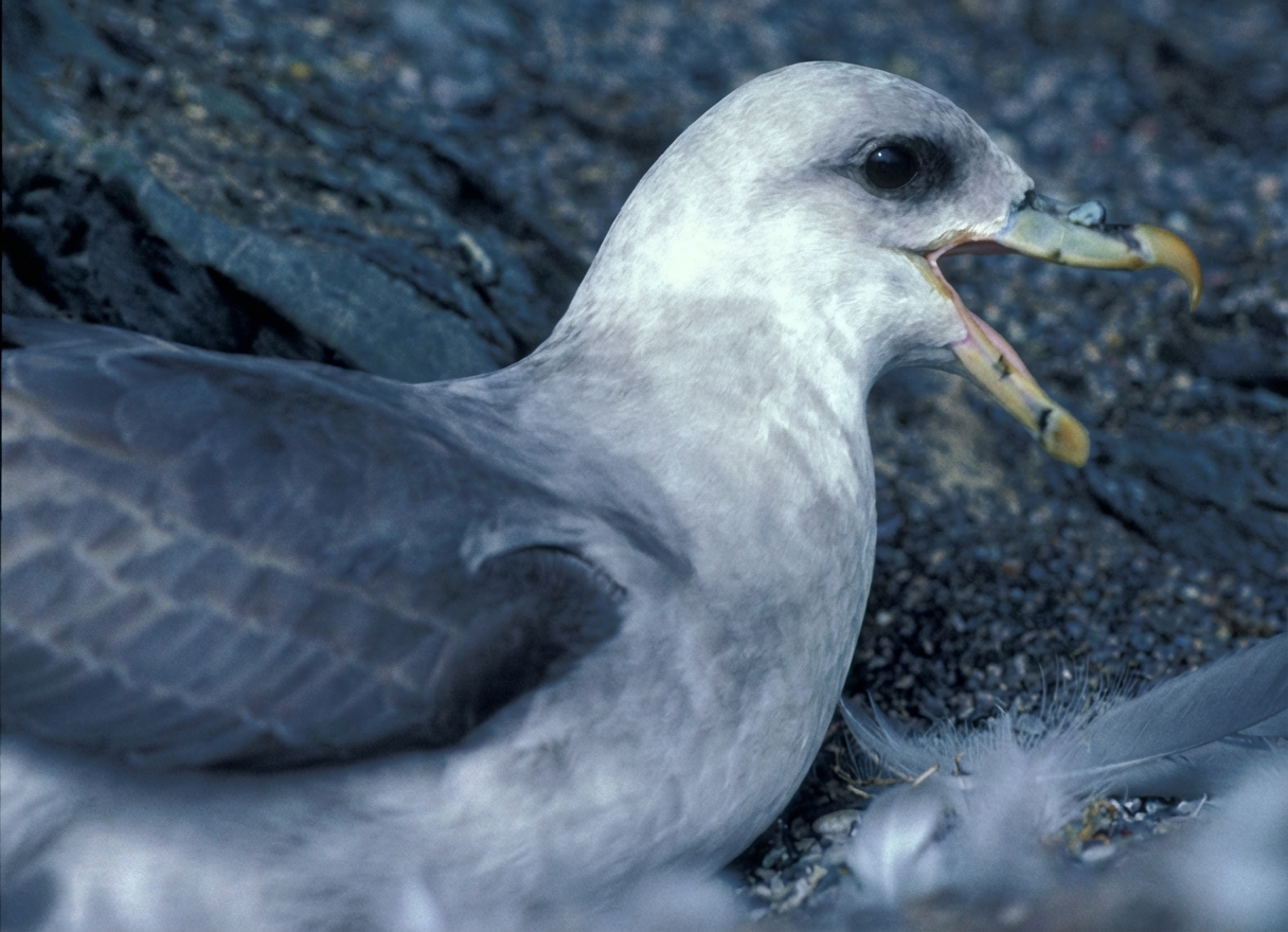 Pétrel fulmar