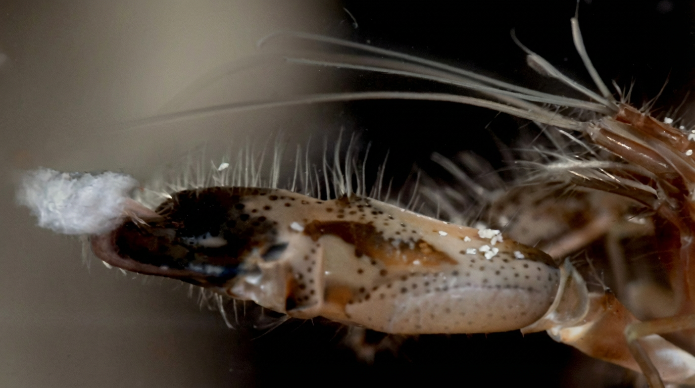 Pince « pistolet » en action