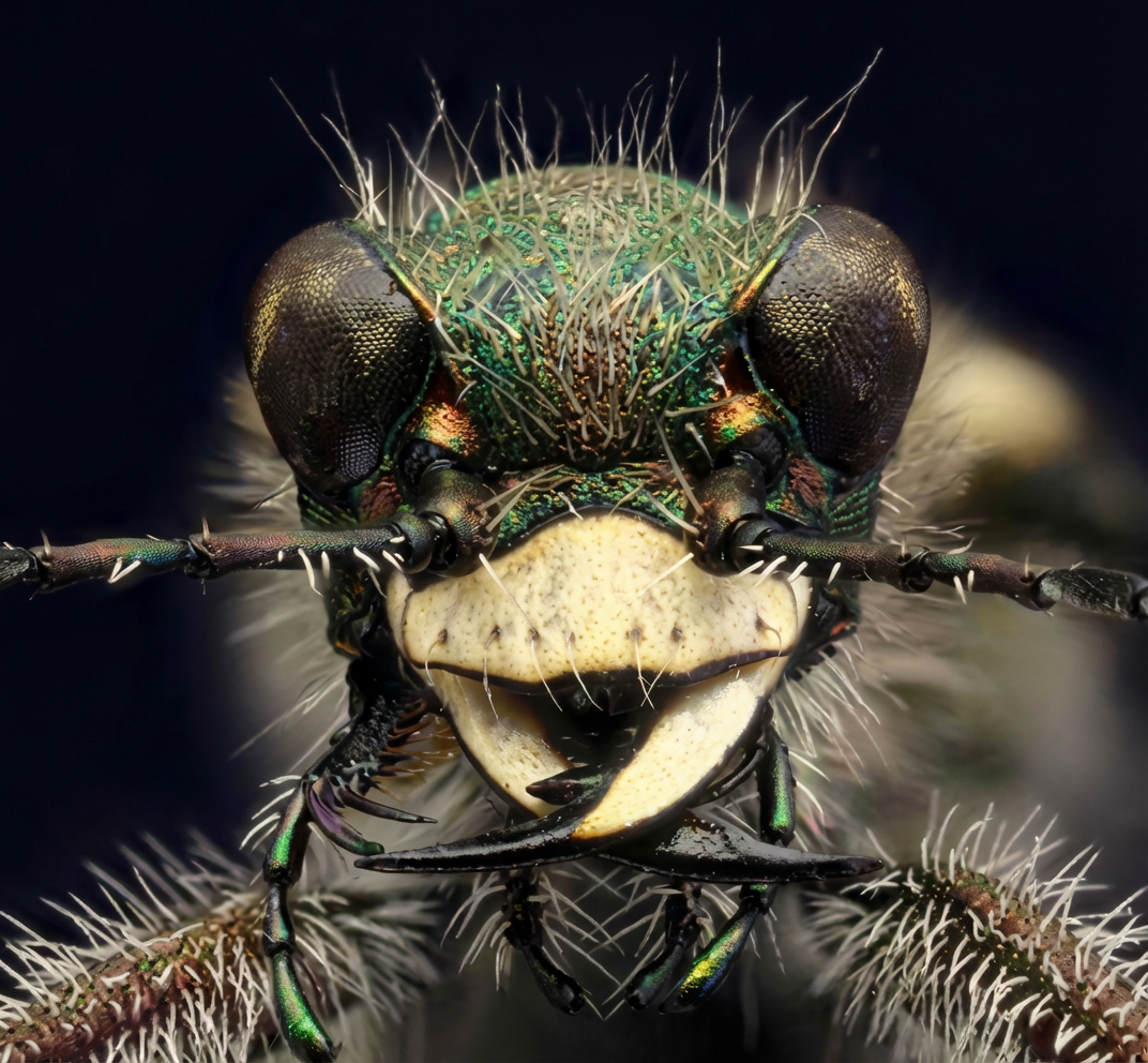 Cicindela campestris