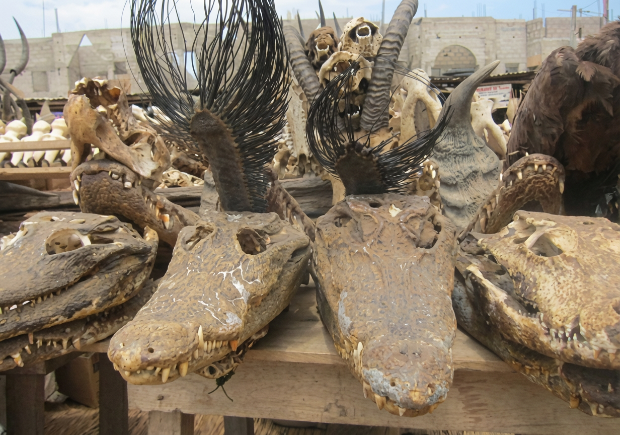 Fig. 11. Têtes de crocodile séchées