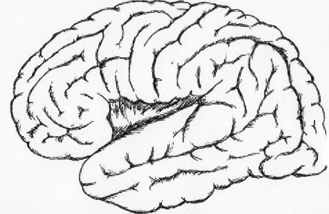 Schéma d'un cerveau