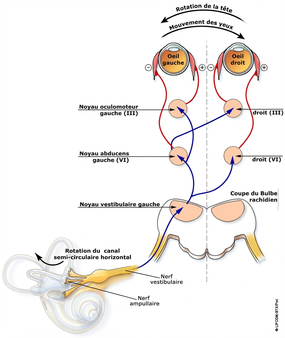 Coordonner la vision avec les mouvements de la tête. Pas si simple!