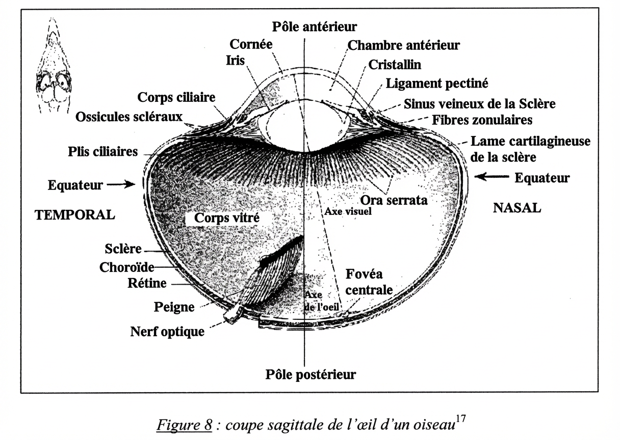 Coupe sagittale de l'œil d'un oiseau.