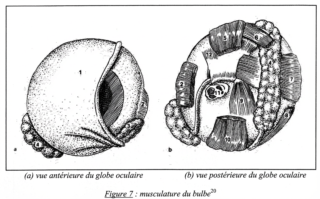 musculature du bulbe de l'oeil