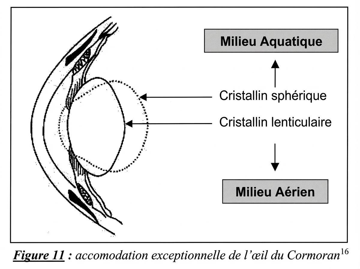 Accomodation spécifique à l'œil du cormoran, selon le milieu où il opère.
