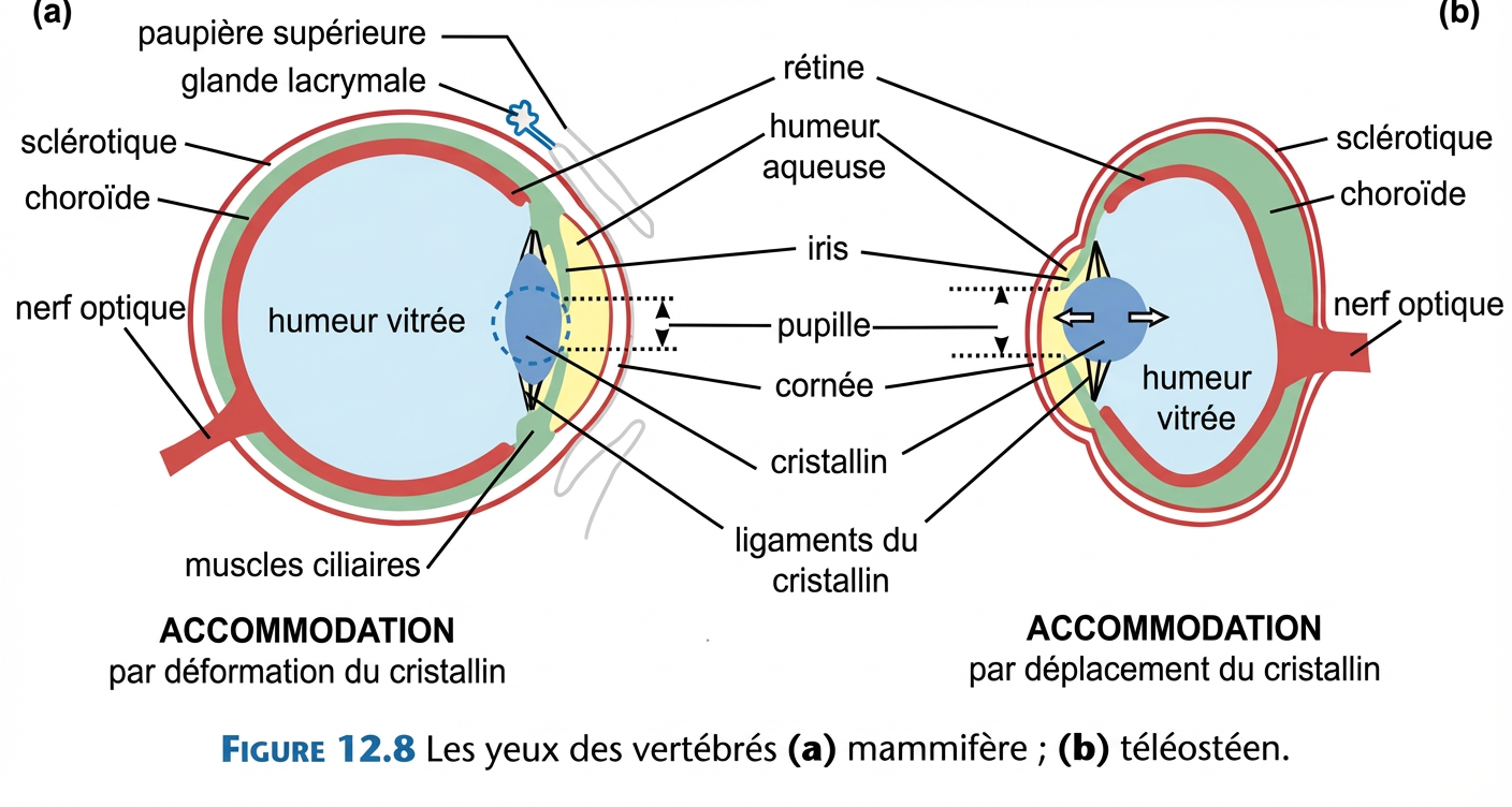 L'œil d'un mammifère (a) et celui d'un téléostéen (b).L'accomodation se fait par déformation ou déplacement du cristallin.
