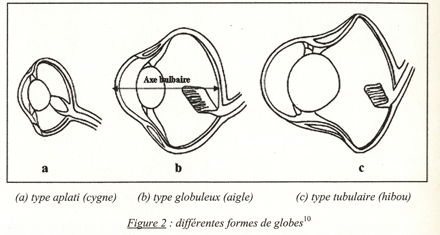La forme du globe oculaire varie selon les oiseaux: cygne (a); aigle (b); hibou (c).