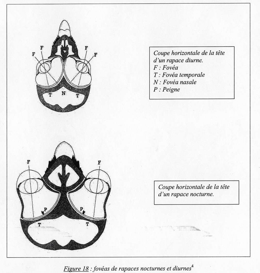 Foveas de rapaces diurnes (en haut) et nocturnes ( en bas). F: fovea; T: fovea temporale; N: fovea nasale; P: peigne.