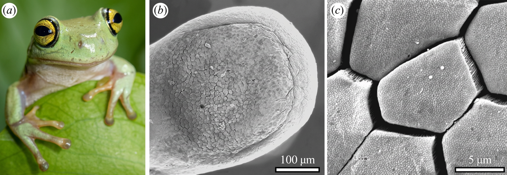 système lymphatique