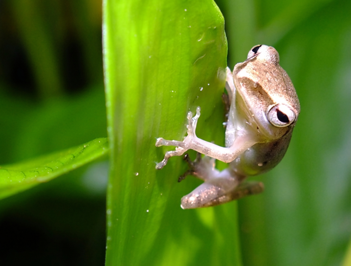 Ventouses bioadhésives