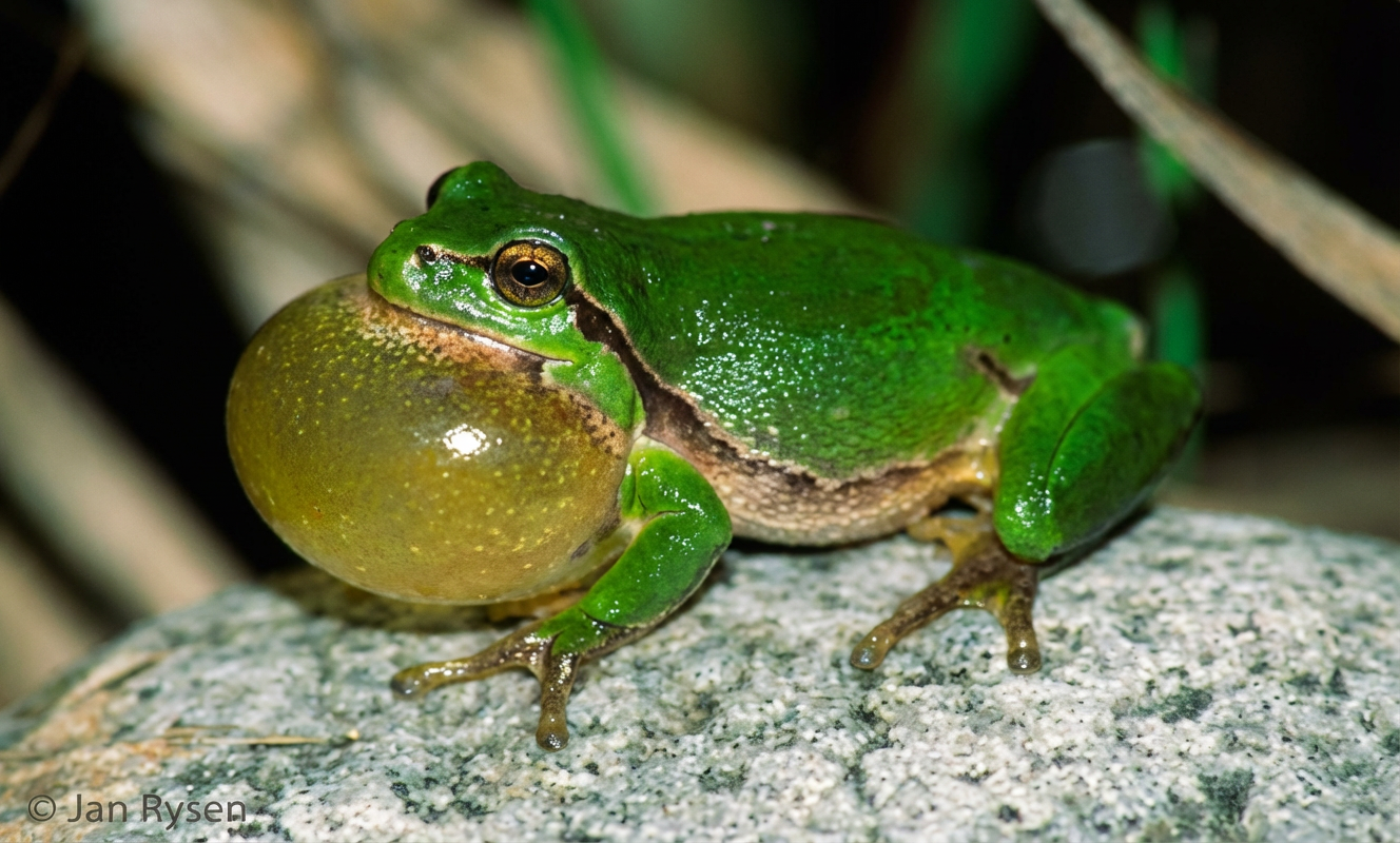 Comment émettre un son