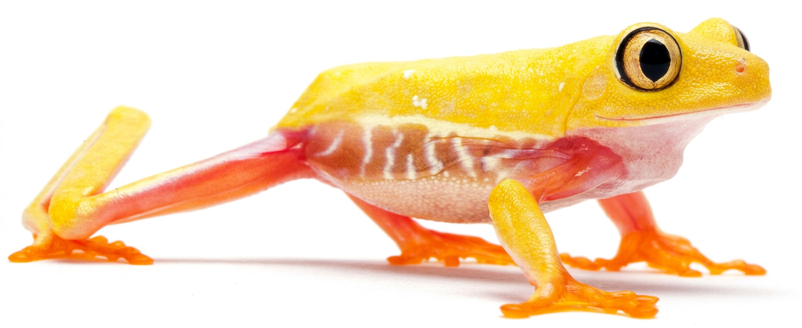 Aqalychnis callidryas joue la sobriété avec ce jaune doré
