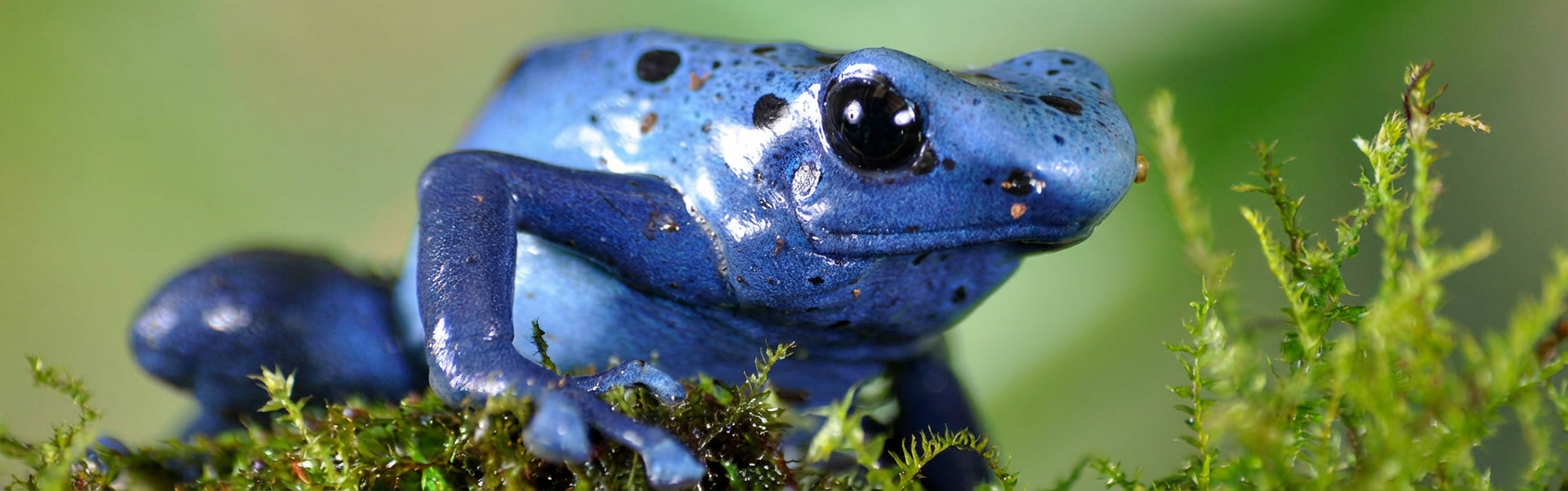 Vives couleurs d'une grenouille bleue
