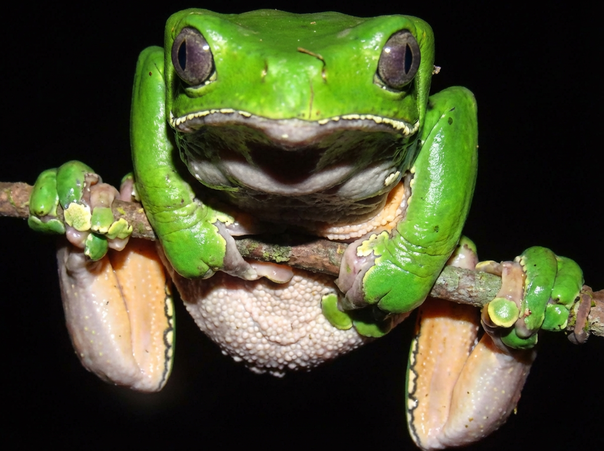 Grenouille arboricole