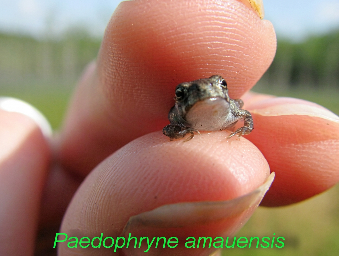 La plus petite grenouille du monde