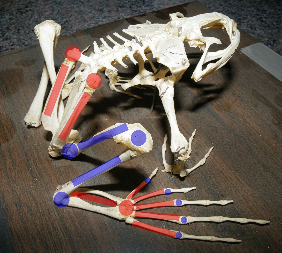 Squelette de Grenouille