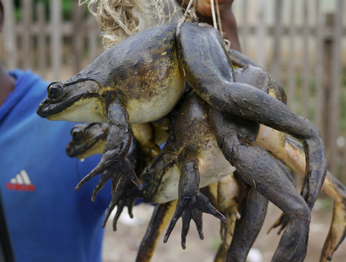 grenouille Goliath du Cameroun