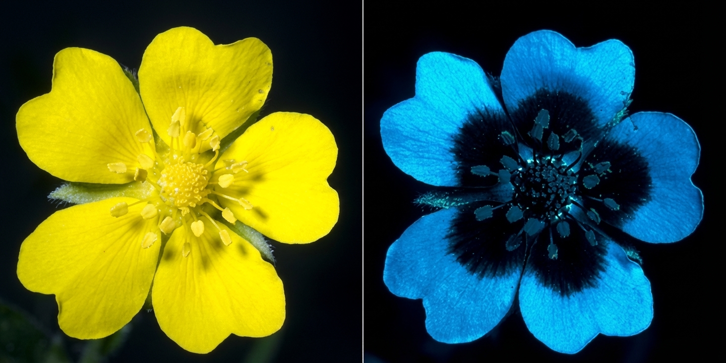 Vue des Ultraviolets