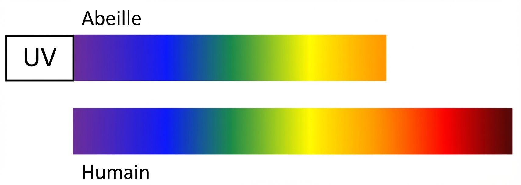 Fréquences vues par l'abeille
