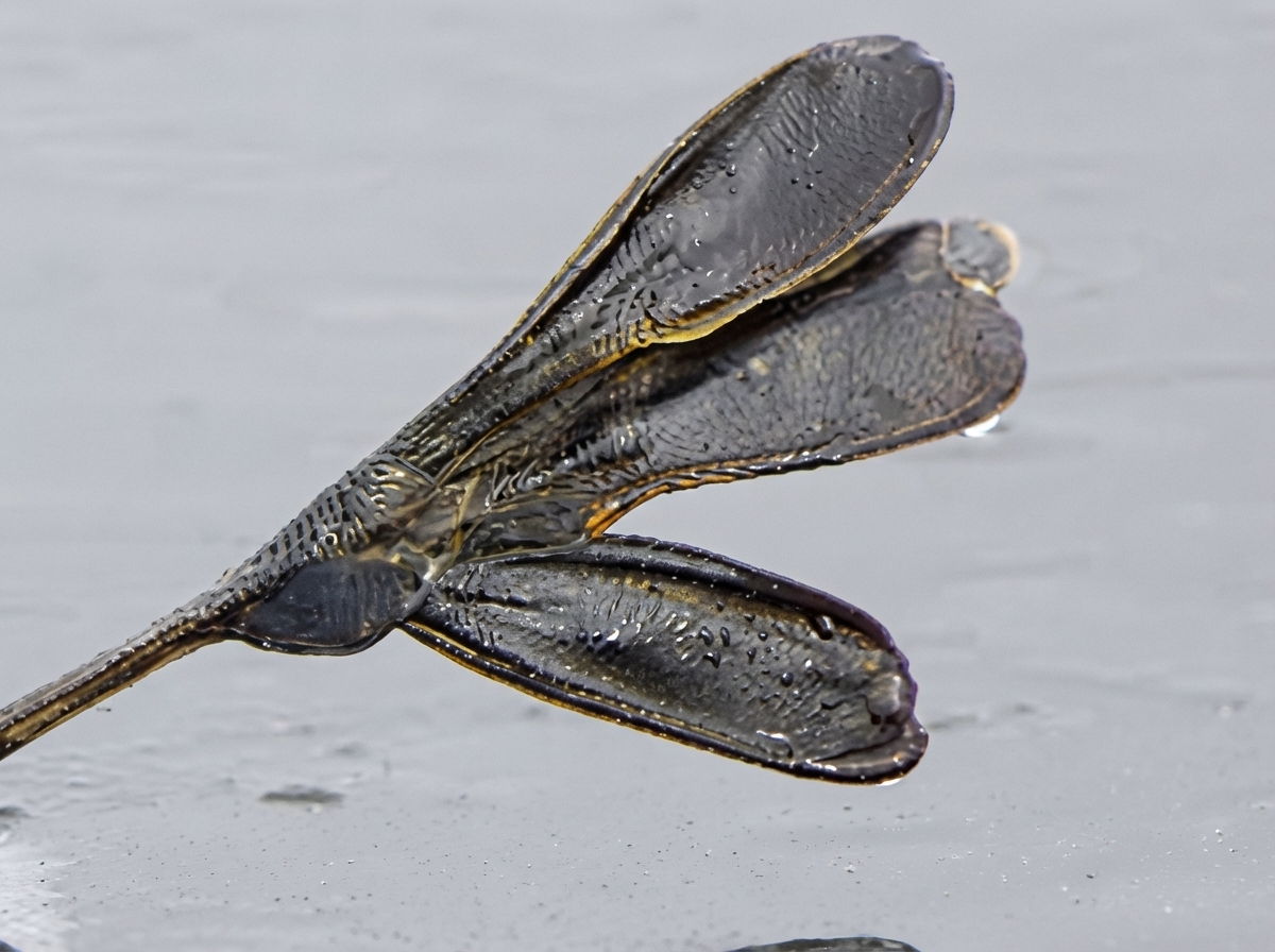 photo patte grebe huppé