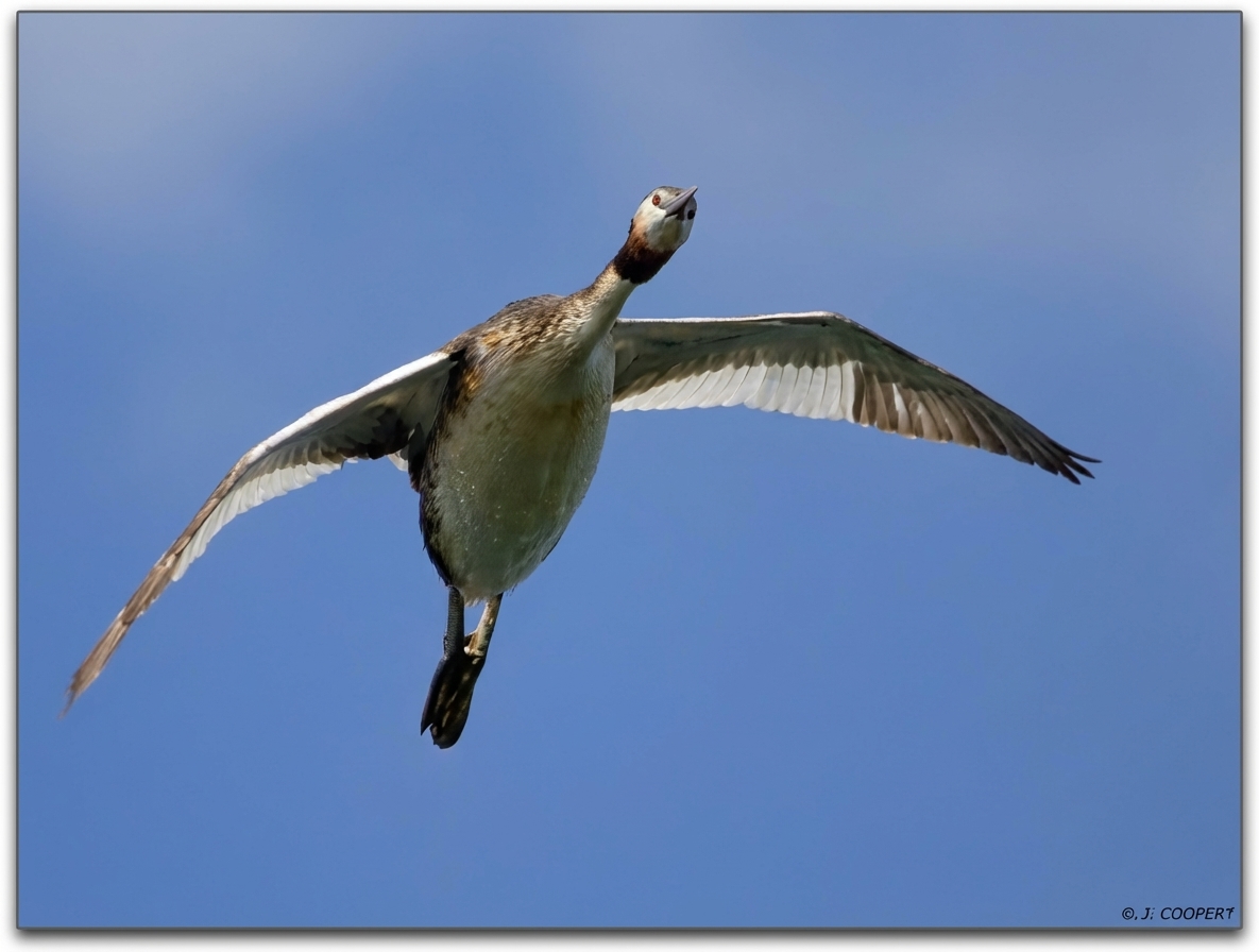 Photo grèbe huppé en plein vol