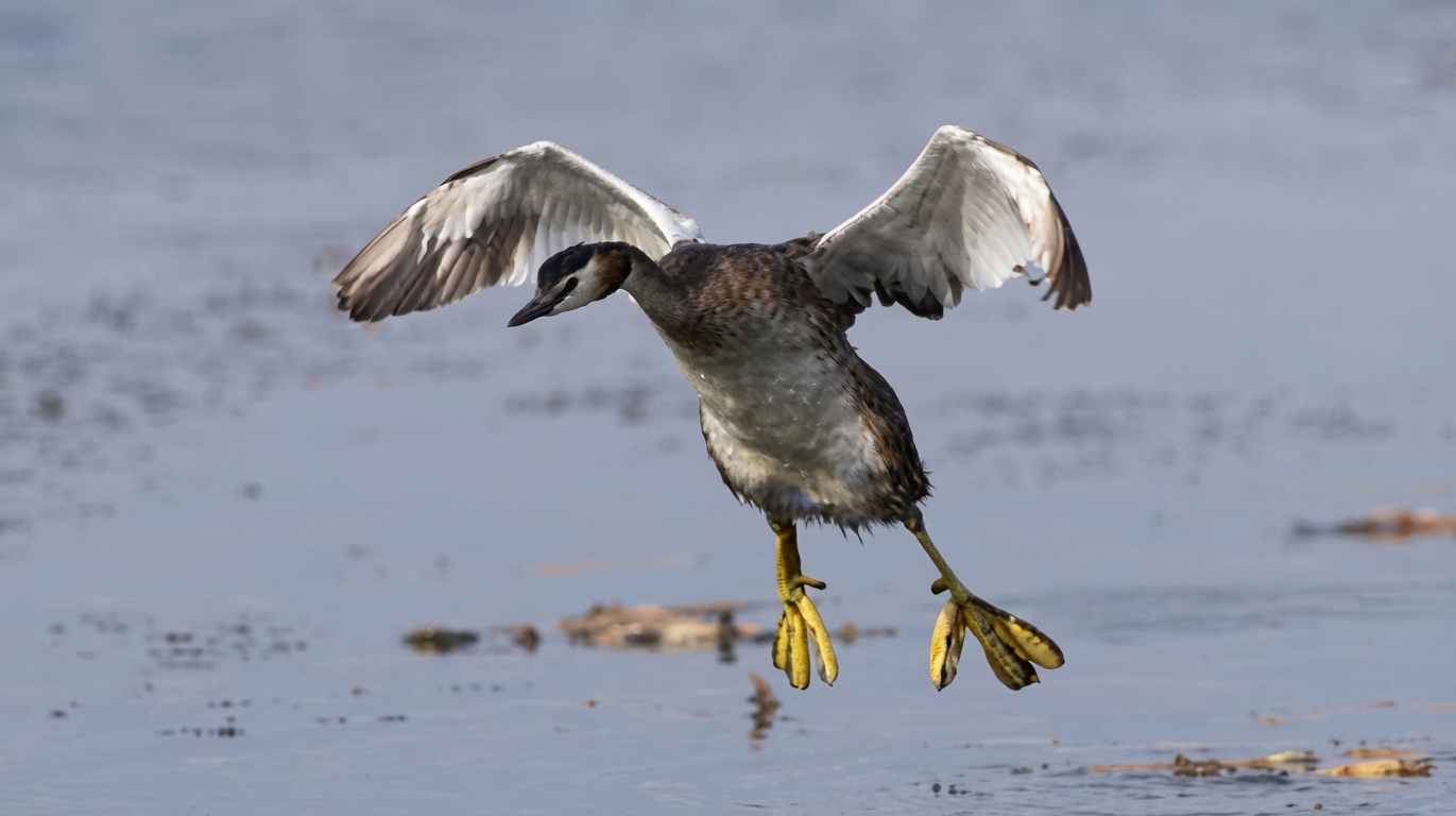photo grebe huppé attérisanr sur l'eau