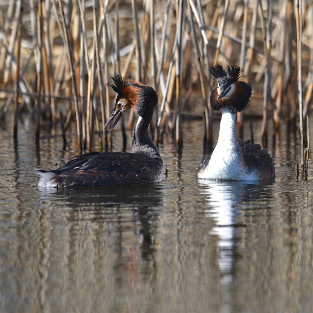 photo d'un couple de grebes huppés sur l'eau