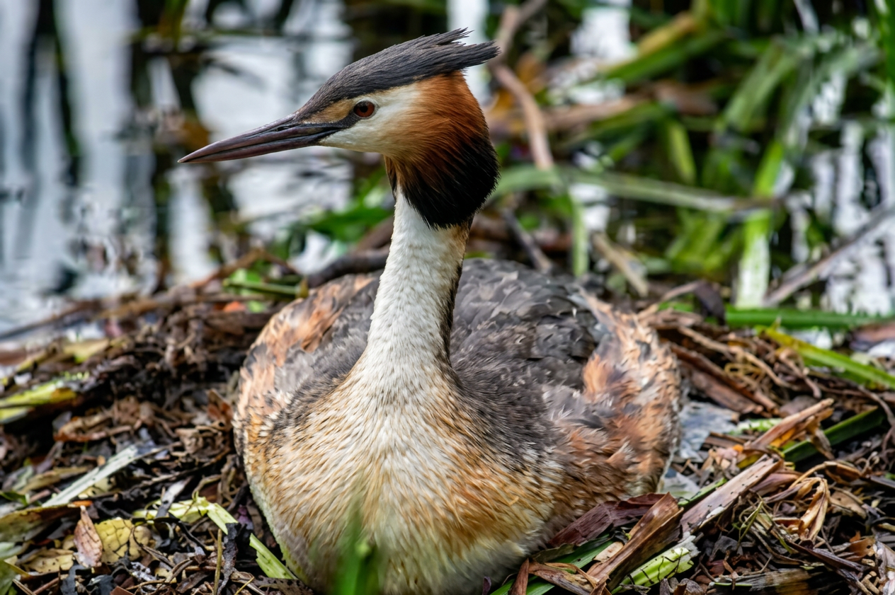 photo grebe huppé nidifiant