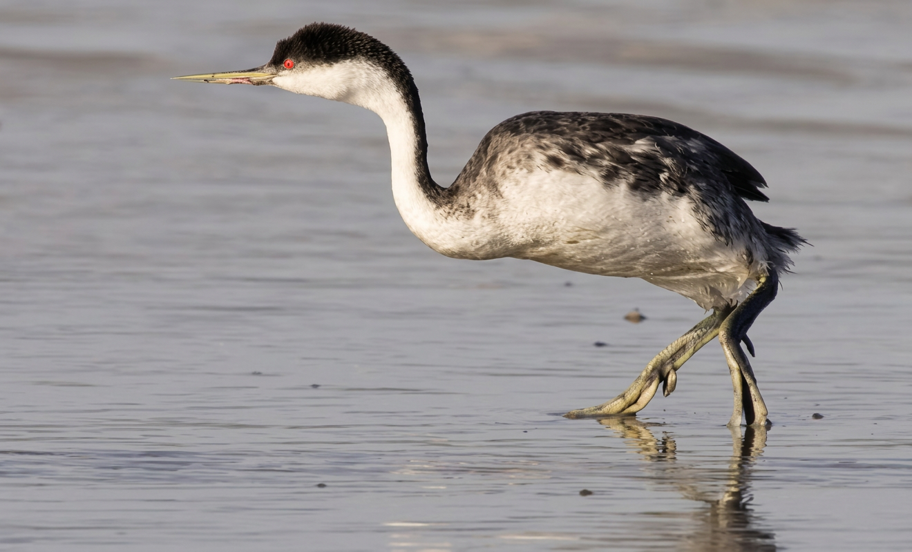 Photo d'un grèbe huppé