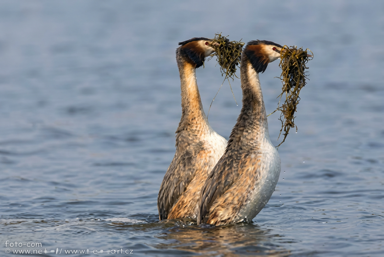 photo deux grebes huppés se nourrissant