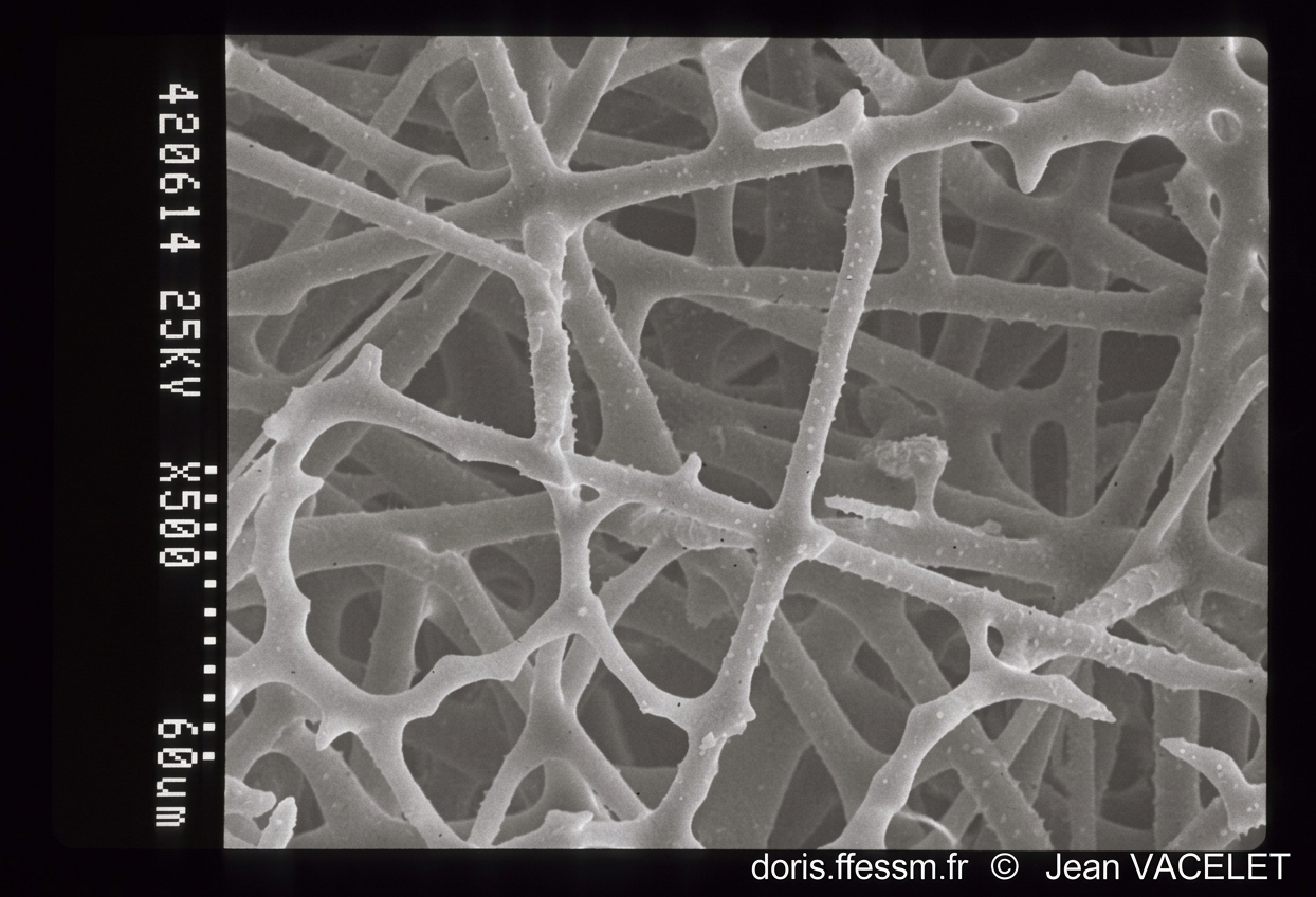 Oopsacas minuta (détail)