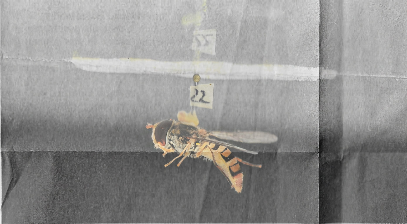 Une mouche syrphe juste avant sa chute libre