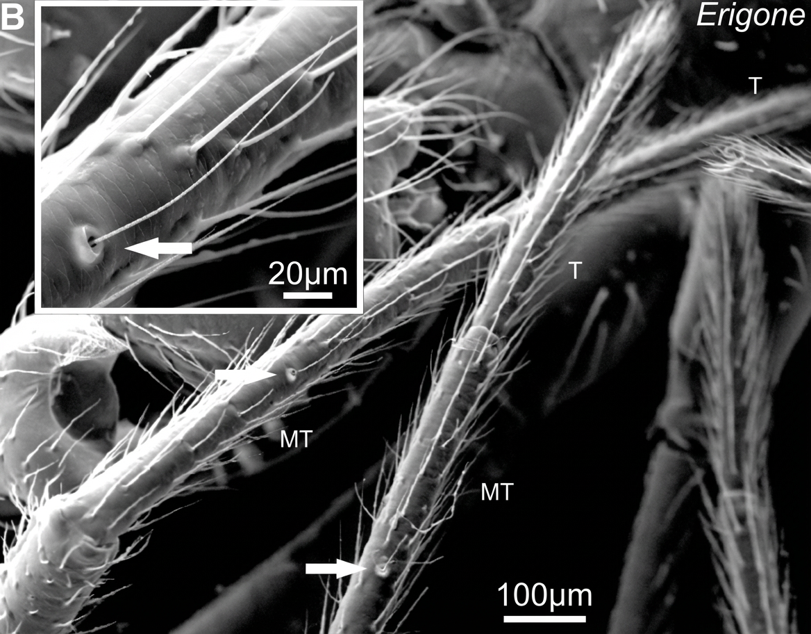 Buses des glandes piriformes par lesquelles la soie est excrétée.