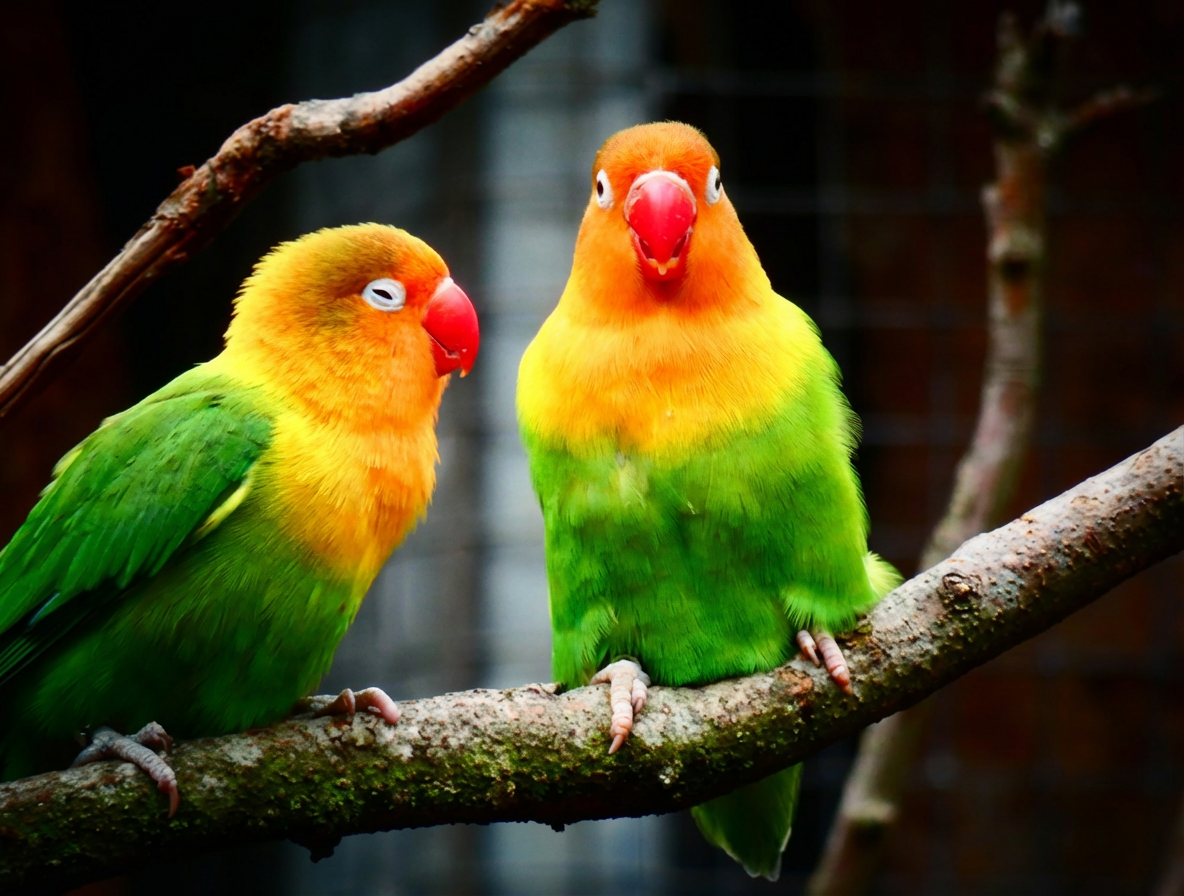 Deux perruches