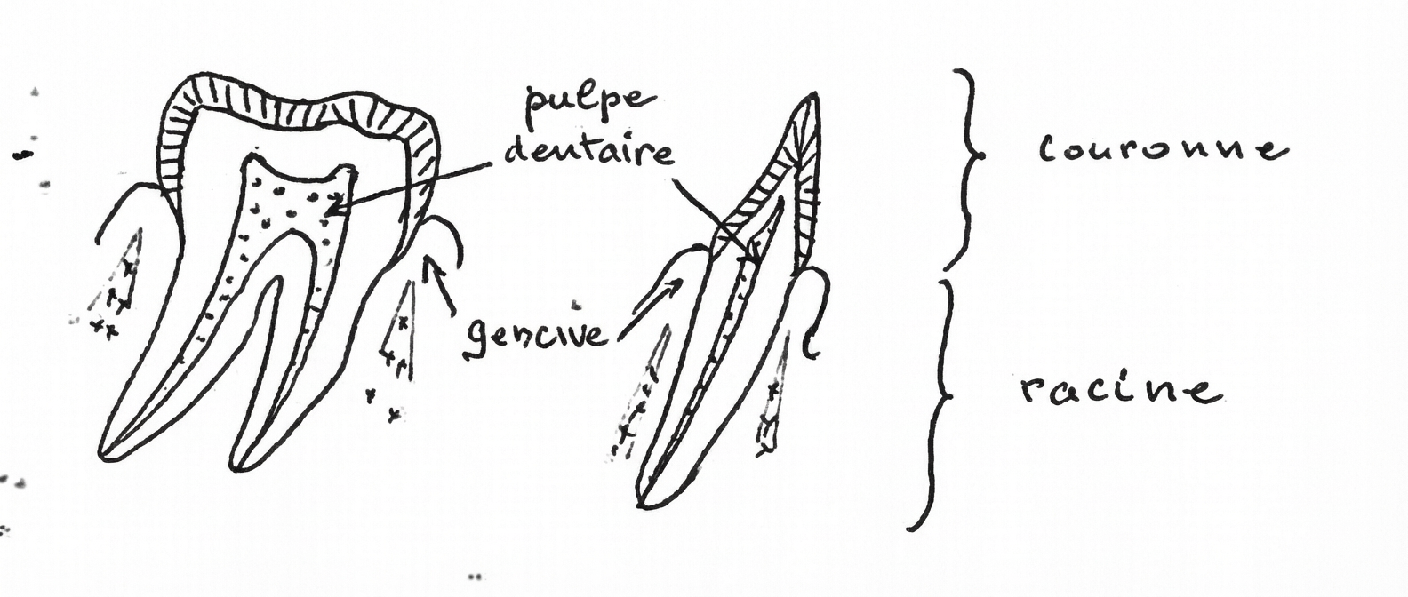 Dessin de molaire et incisive saines