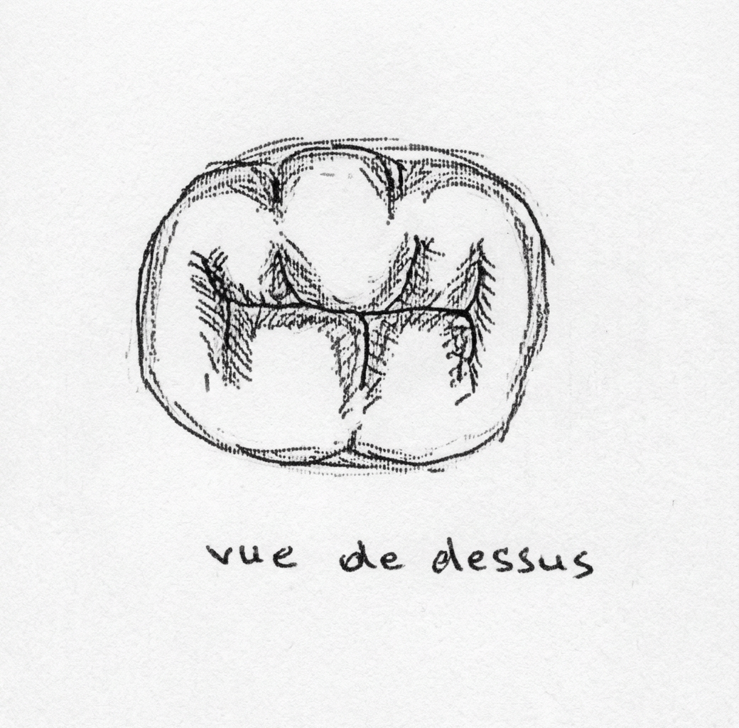 Dessin de molaire et incisive saines